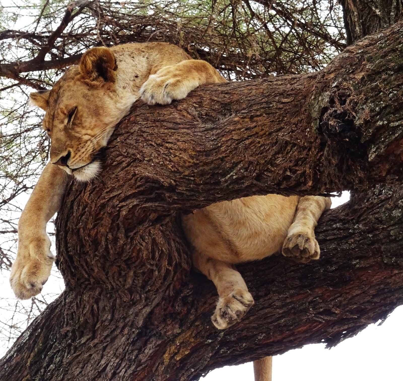 Why Africa is Great Opportunity to your Travel Business